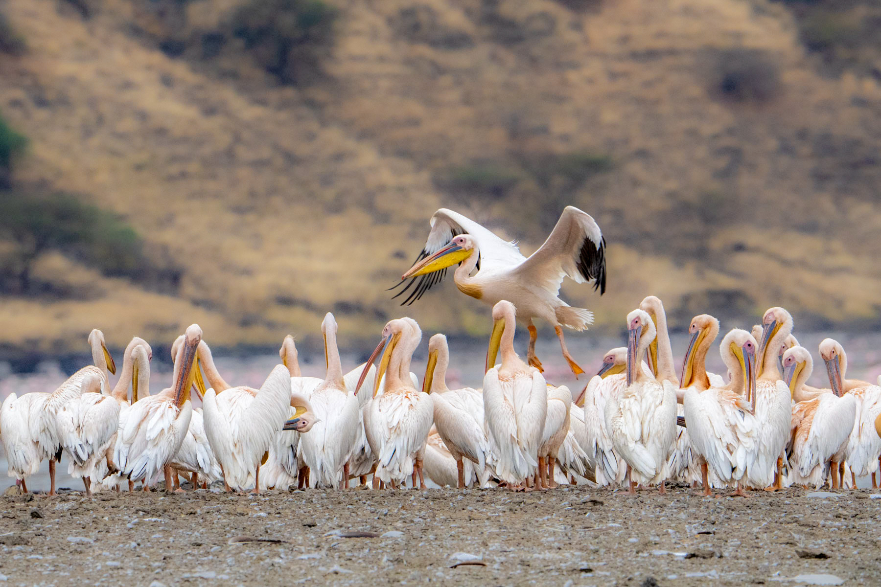 Great White Pelican flock (image by Inger Vandyke)