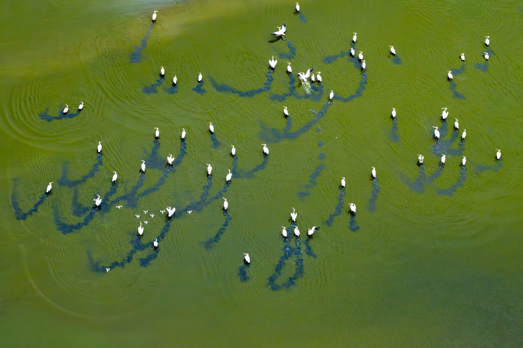 Great White Pelicans on Lake Natron (image by Inger Vandyke)