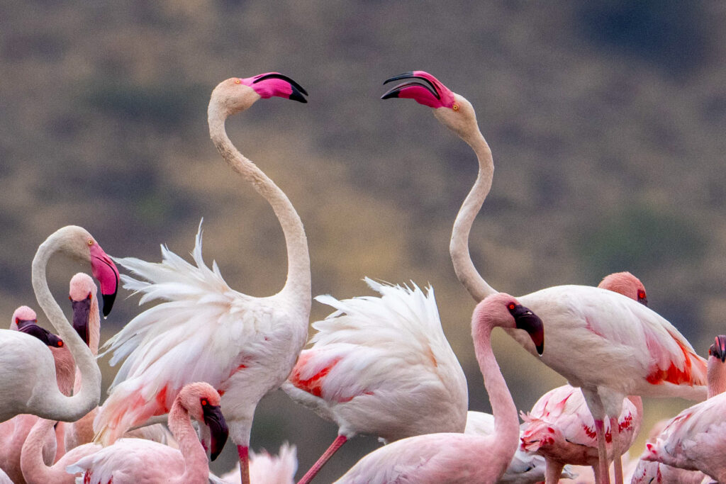 A pair of Greater Flamingos having a stoush (image by Inger Vandyke)
