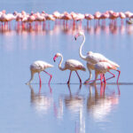 Greater Flamingos in Amboseli's wetlands (image by Inger Vandyke)