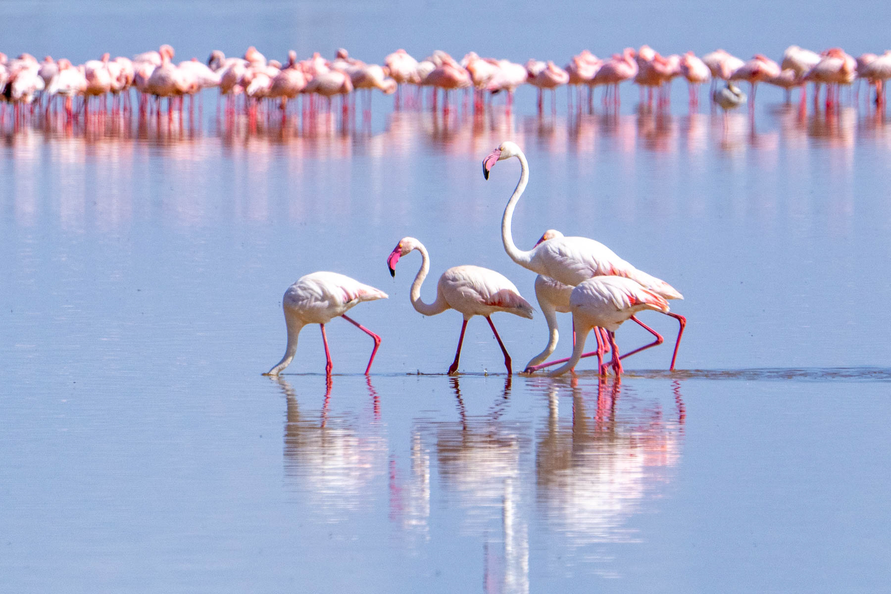 Greater Flamingos in Amboseli's wetlands (image by Inger Vandyke)