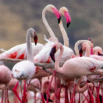Greater Flamingo pair (image by Inger Vandyke)