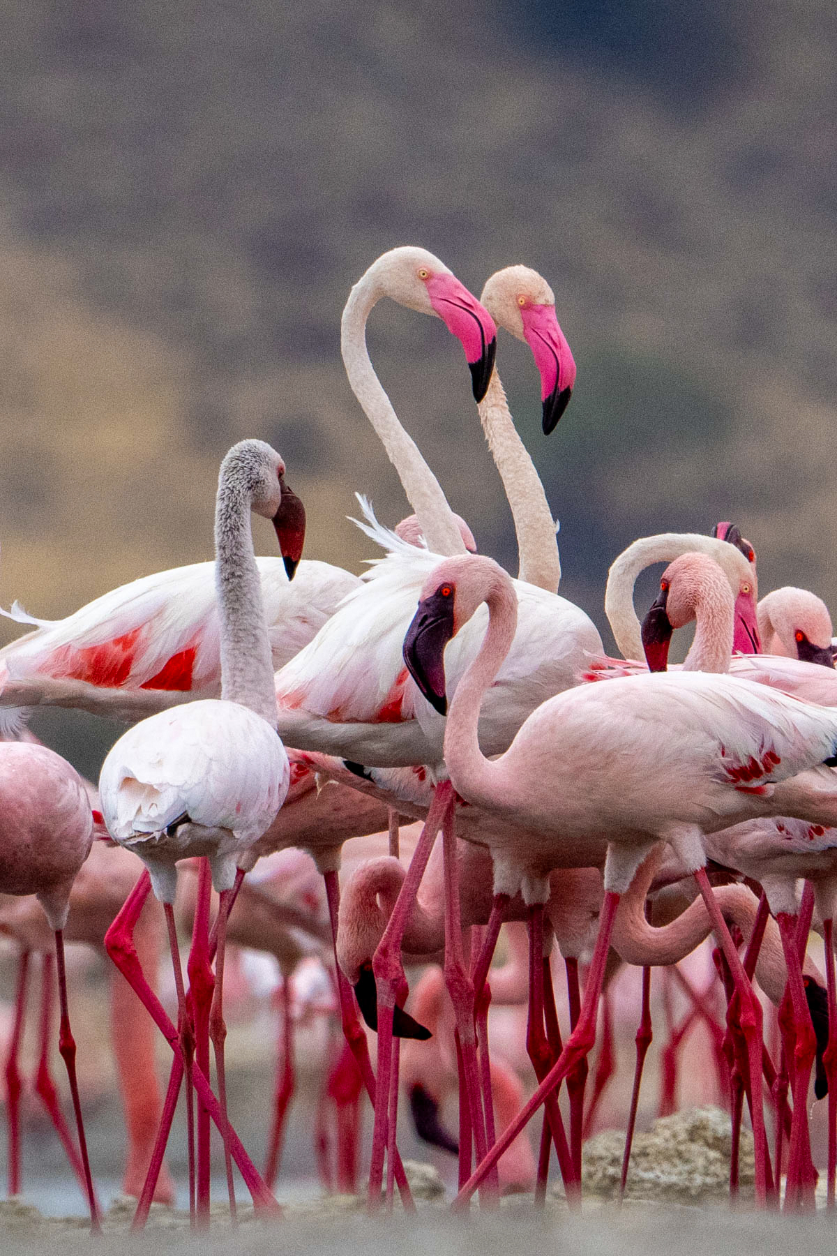 Greater Flamingo pair (image by Inger Vandyke)