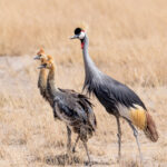 Grey Crowned Crane mother with her 'punk rocker' chicks (image by Inger Vandyke)