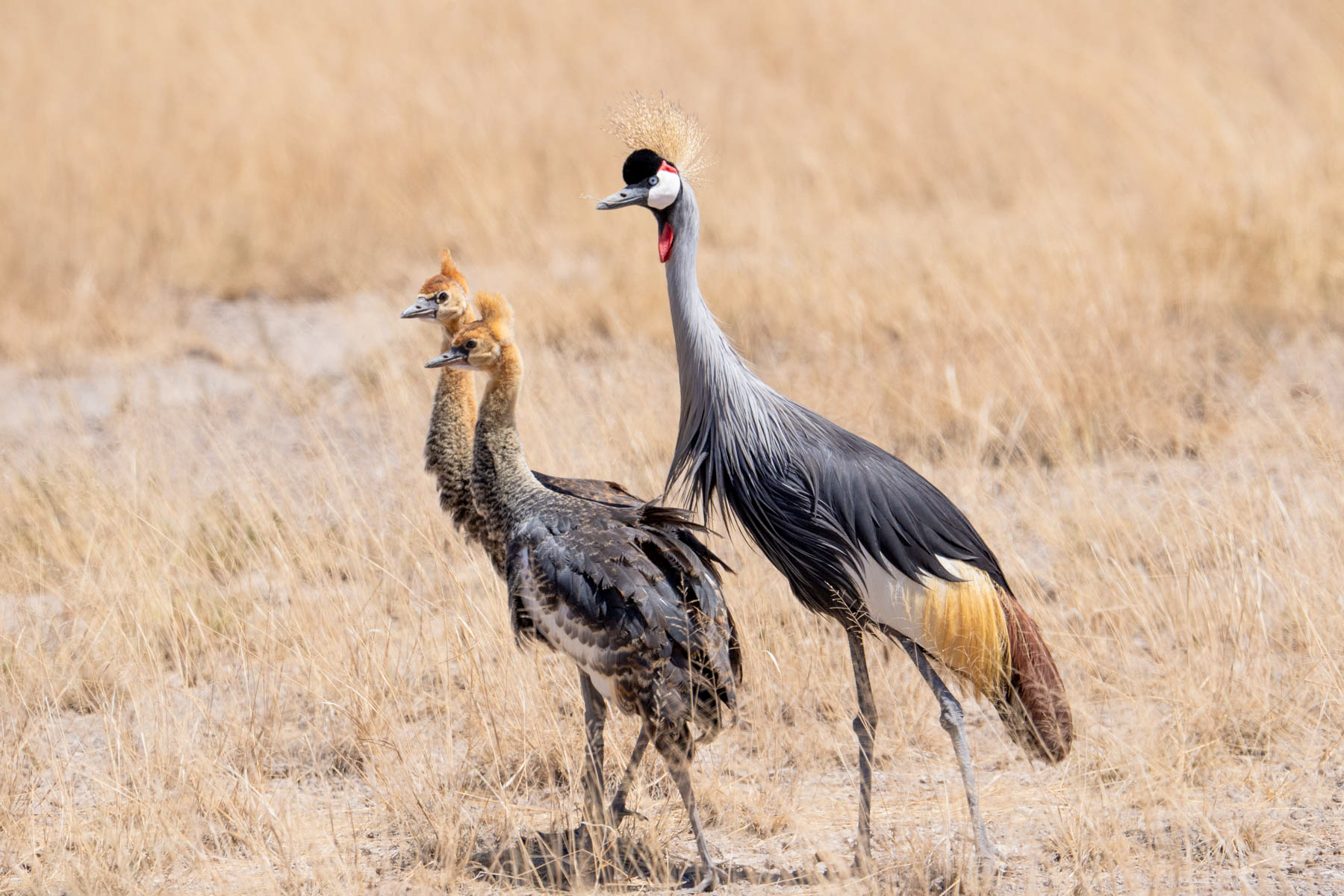 Grey Crowned Crane mother with her 'punk rocker' chicks (image by Inger Vandyke)