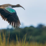 The Hadada Ibis has surprisingly beautiful wings. Its otherwise sombre brown plumage catches the light with metallic green, purple and bronze iridescence, particularly across the flight feathers (image by Virginia Wilde)