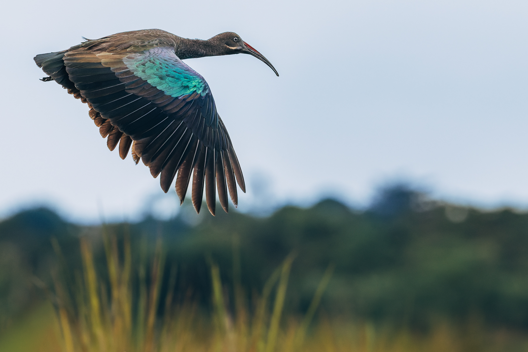 The Hadada Ibis has surprisingly beautiful wings. Its otherwise sombre brown plumage catches the light with metallic green, purple and bronze iridescence, particularly across the flight feathers (image by Virginia Wilde)