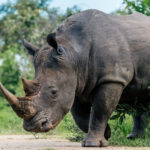 One of Uganda's magnificent Southern White Rhinos, a subspecies introduced to Kenya after its native Northern White and Eastern Black Rhinos were hunted to extinction. Built like a tank, this Rhino is determined to take up the whole road (image by Virginia Wilde)