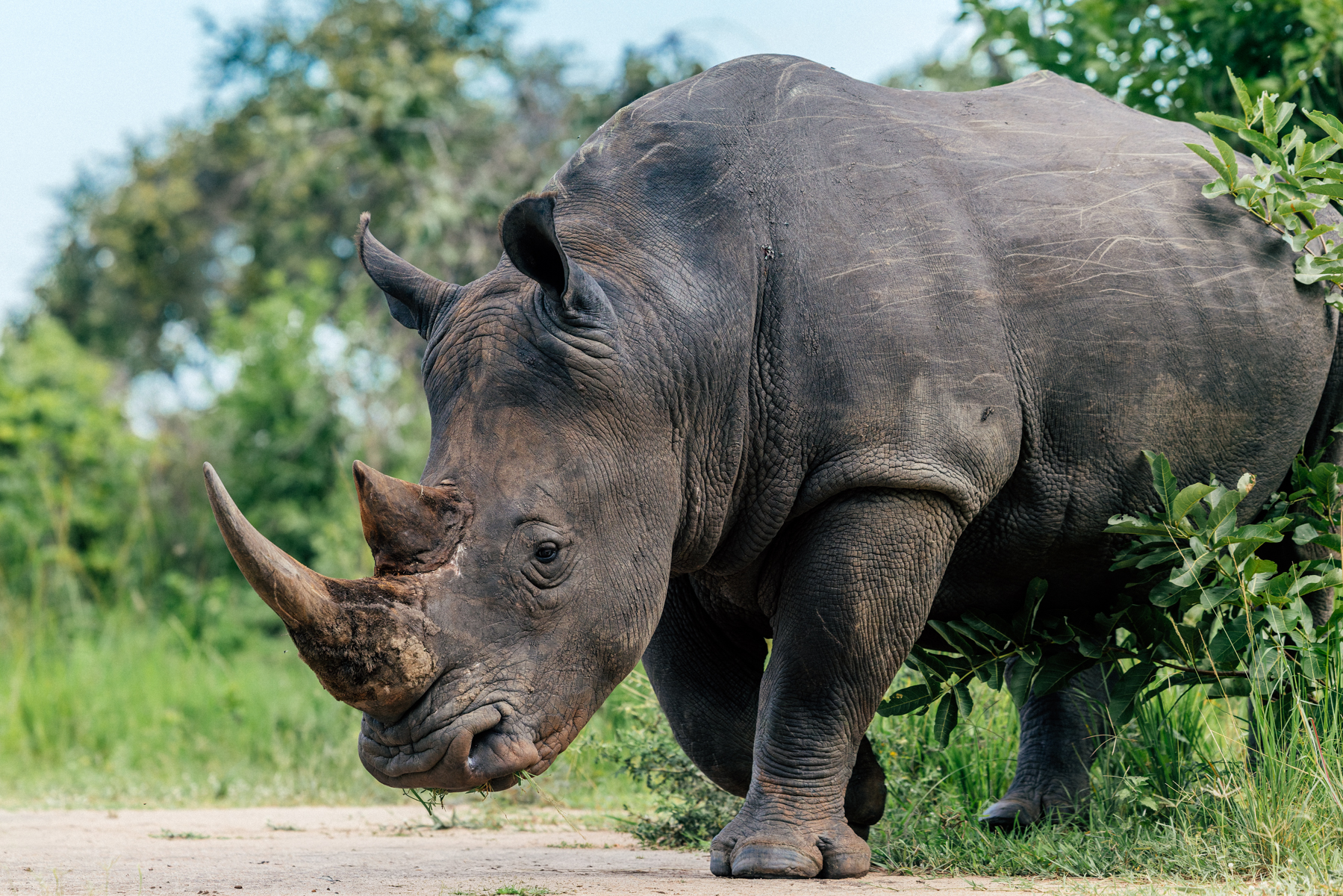 One of Uganda's magnificent Southern White Rhinos, a subspecies introduced to Kenya after its native Northern White and Eastern Black Rhinos were hunted to extinction. Built like a tank, this Rhino is determined to take up the whole road (image by Virginia Wilde)