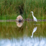 A Little Egret keeping odd company in Amboseli's wetlands (image by Inger Vandyke)