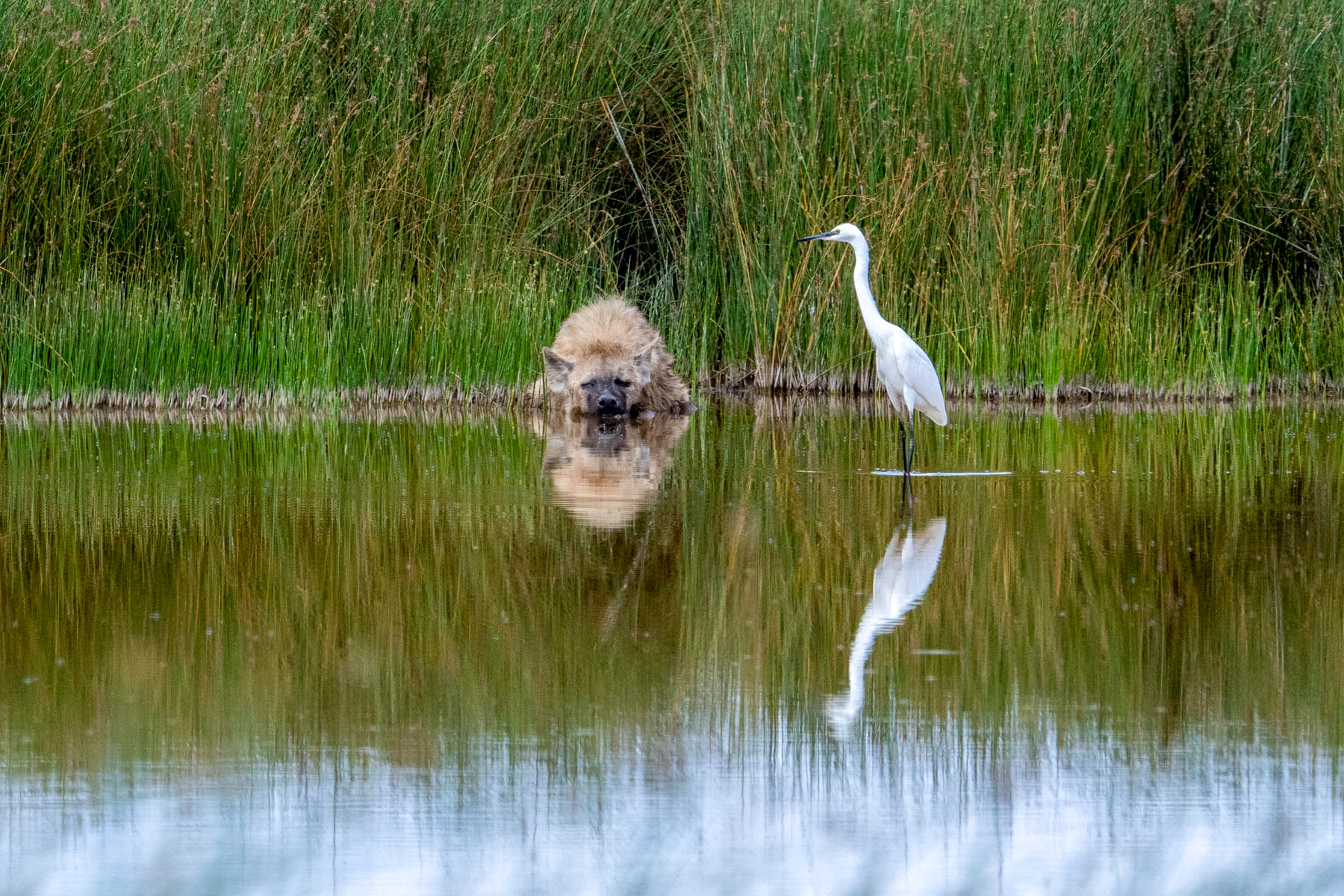 A Little Egret keeping odd company in Amboseli's wetlands (image by Inger Vandyke)