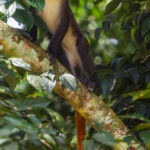 The strikingly colourful tale of a Red-tailed Monkey, hanging down from a branch. And those cheeks aren't just for looking cute - Red-tailed Monkeys have enormous cheek pouches that can hold as much food as their stomachs (image by Virginia Wilde)