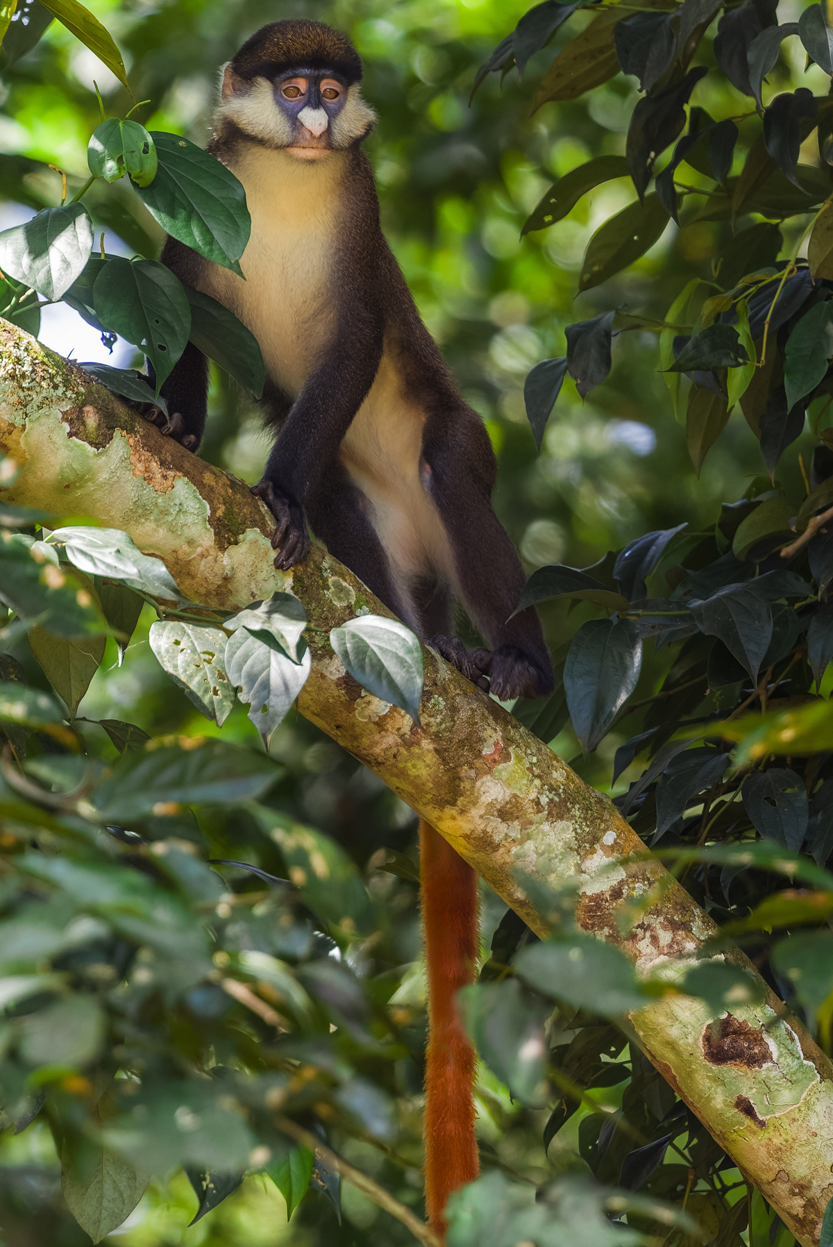 The strikingly colourful tale of a Red-tailed Monkey, hanging down from a branch. And those cheeks aren't just for looking cute - Red-tailed Monkeys have enormous cheek pouches that can hold as much food as their stomachs (image by Virginia Wilde)