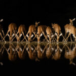 Impala line up to drink (image by Inger Vandyke)