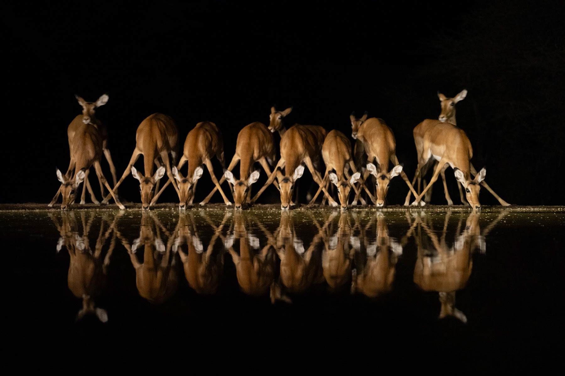Impala line up to drink (image by Inger Vandyke)