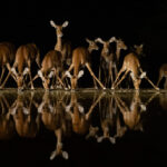 Impala lineup at Lentorre (image by Inger Vandyke)