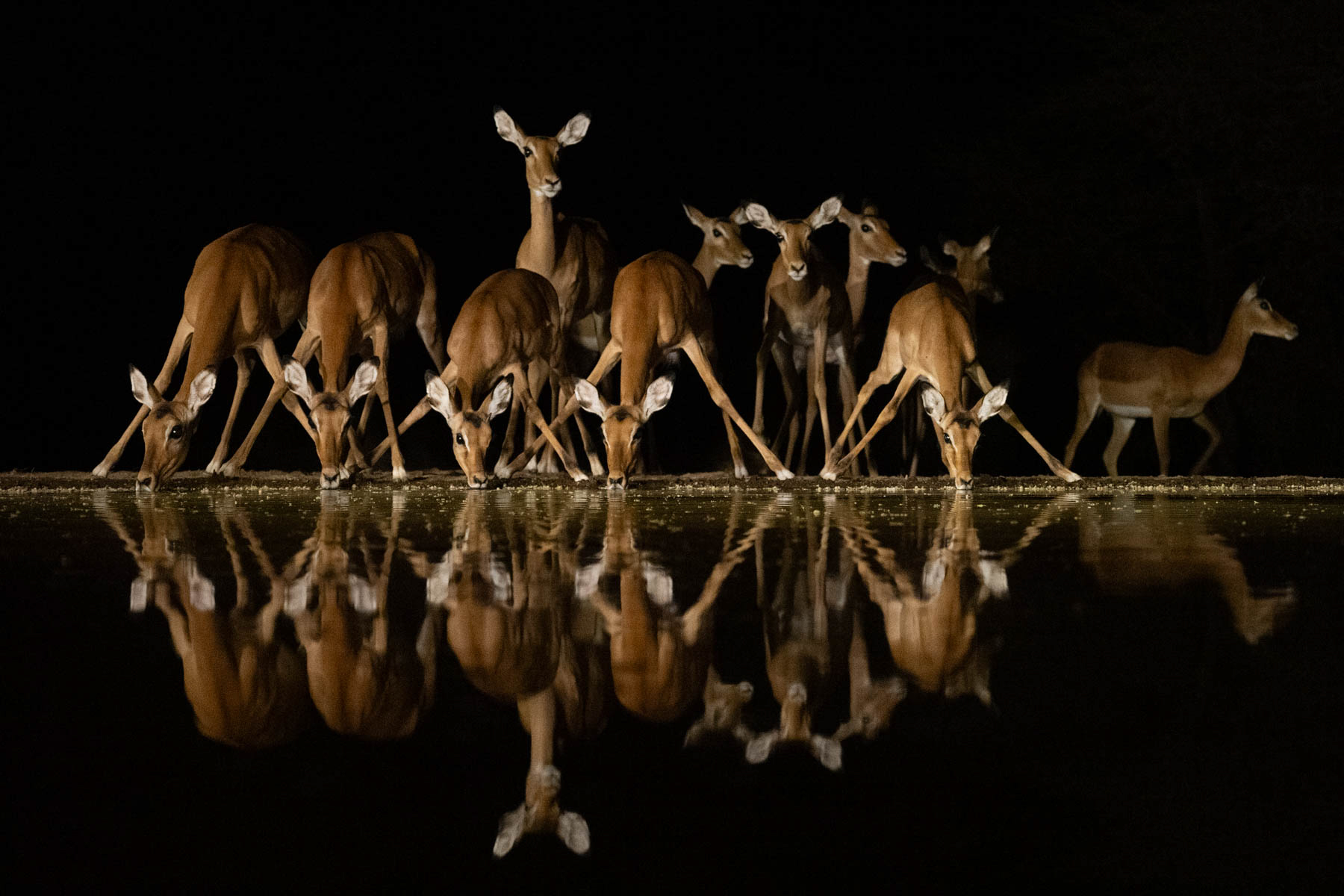 Impala lineup at Lentorre (image by Inger Vandyke)