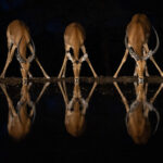 A threesome of Impala (image by Inger Vandyke)