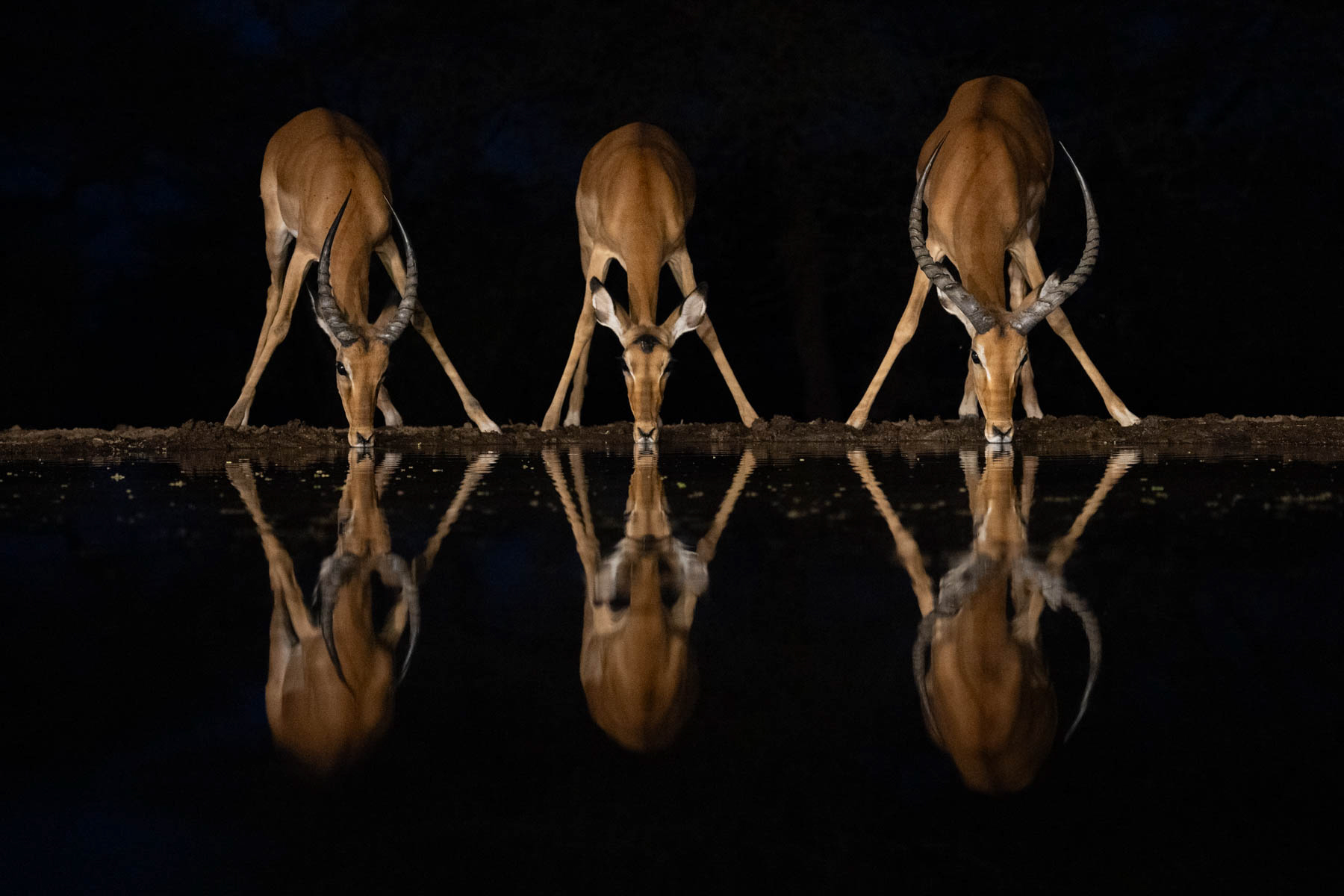 A threesome of Impala (image by Inger Vandyke)