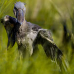 The Shoebill's version of a warm-up before take-off... Those spectacular wings are built for surprisingly powerful flight, but getting airborne is serious business when you're this big (image by Virginia Wilde)