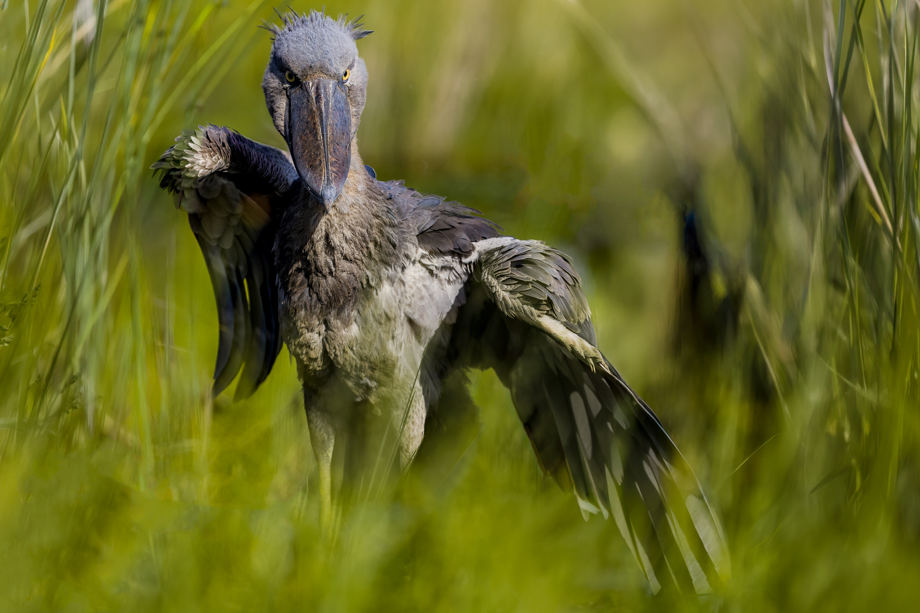 The Shoebill's version of a warm-up before take-off... Those spectacular wings are built for surprisingly powerful flight, but getting airborne is serious business when you're this big (image by Virginia Wilde)