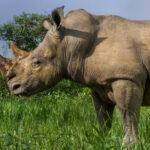 A Southern White Rhino showcasing its incredible horn. The horn isn't bone and is not attached to its skull like an antler. It grows from the skin as a dense mass of keratin fibres and is worn down, broken and shaped over a Rhino's lifetime, making every horn slightly different (image by Virginia Wilde)