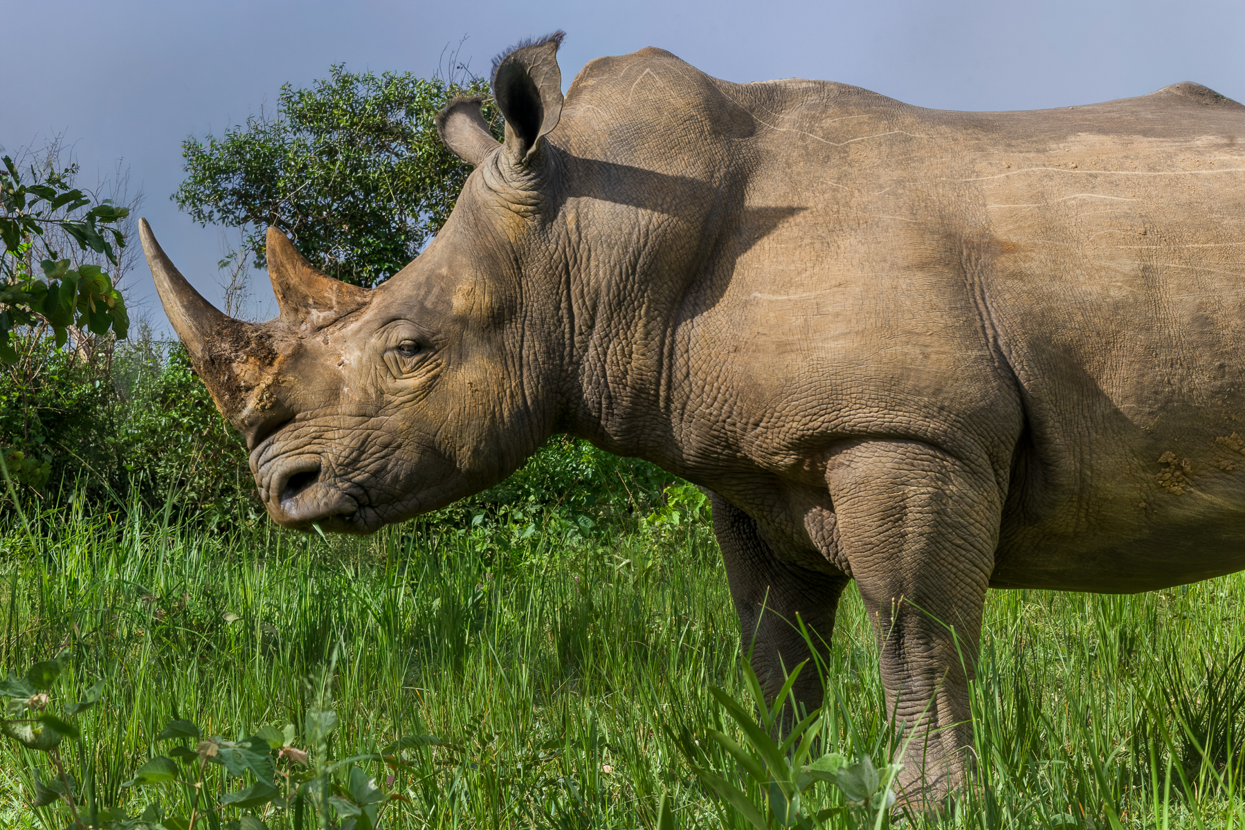 A Southern White Rhino showcasing its incredible horn. The horn isn't bone and is not attached to its skull like an antler. It grows from the skin as a dense mass of keratin fibres and is worn down, broken and shaped over a Rhino's lifetime, making every horn slightly different (image by Virginia Wilde)
