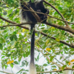 Aww! Here's looking back at you, kid! An infant Black-and-White Colobus Monkey stares back in curiosity from the trees (image by Virginia Wilde)