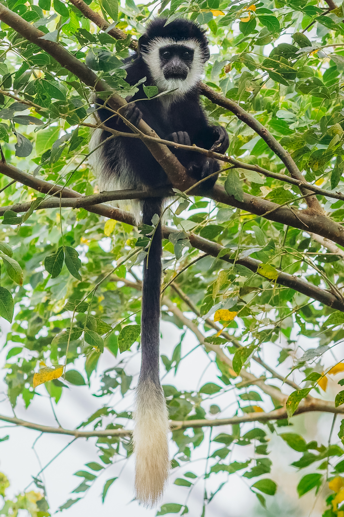 Aww! Here's looking back at you, kid! An infant Black-and-White Colobus Monkey stares back in curiosity from the trees (image by Virginia Wilde)