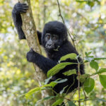 The forest in Bwindi comes with its own climbing frame. This juvenile Mountain Gorilla has found the perfect spot to hang out and have a snack (image by Virginia Wilde)