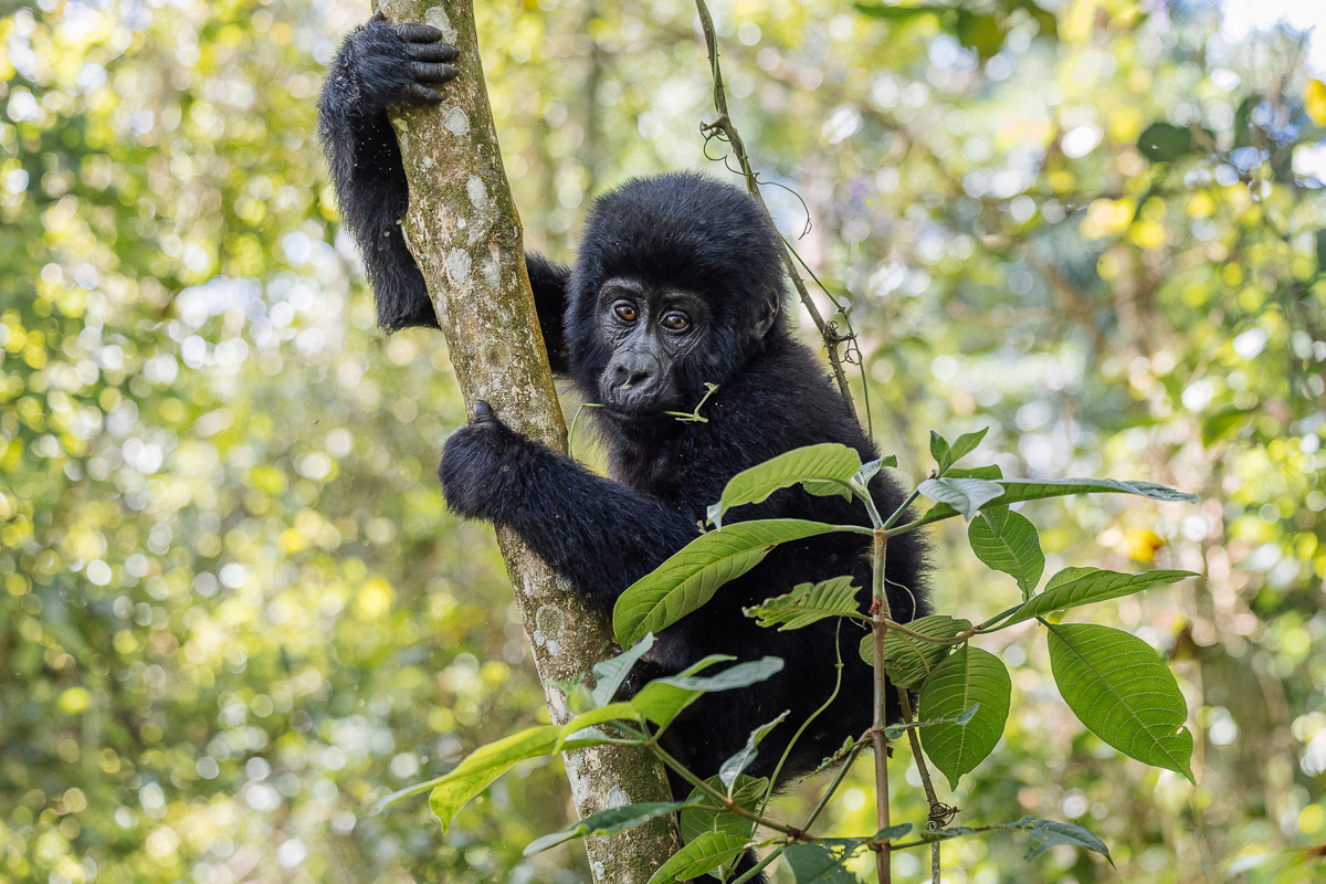 The forest in Bwindi comes with its own climbing frame. This juvenile Mountain Gorilla has found the perfect spot to hang out and have a snack (image by Virginia Wilde)