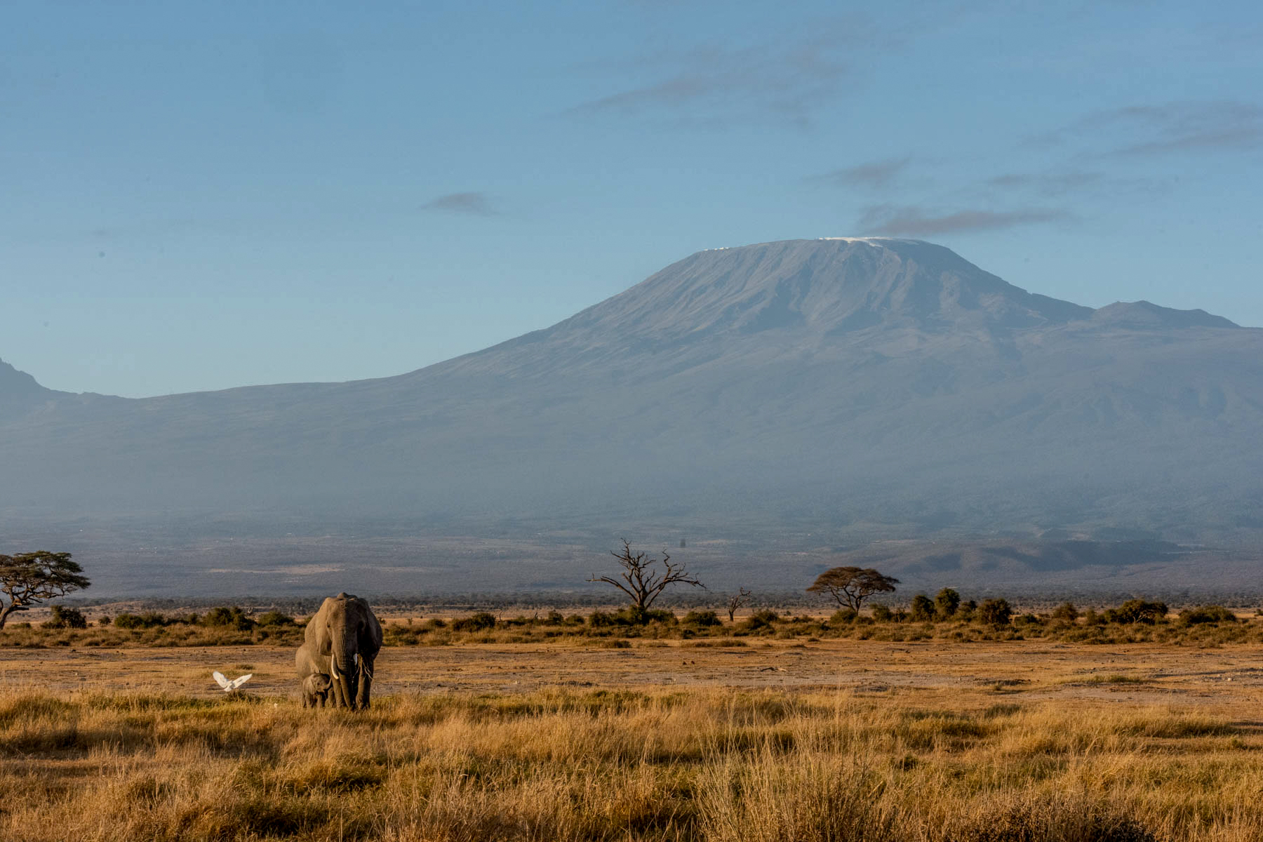 A mother elephant with her youngsters in front of Kilimanjaro (image by Inger Vandyke)