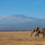 Townsend, another of Amboseli's tuskers, in front of Kilimanjaro (image by Inger Vandyke)