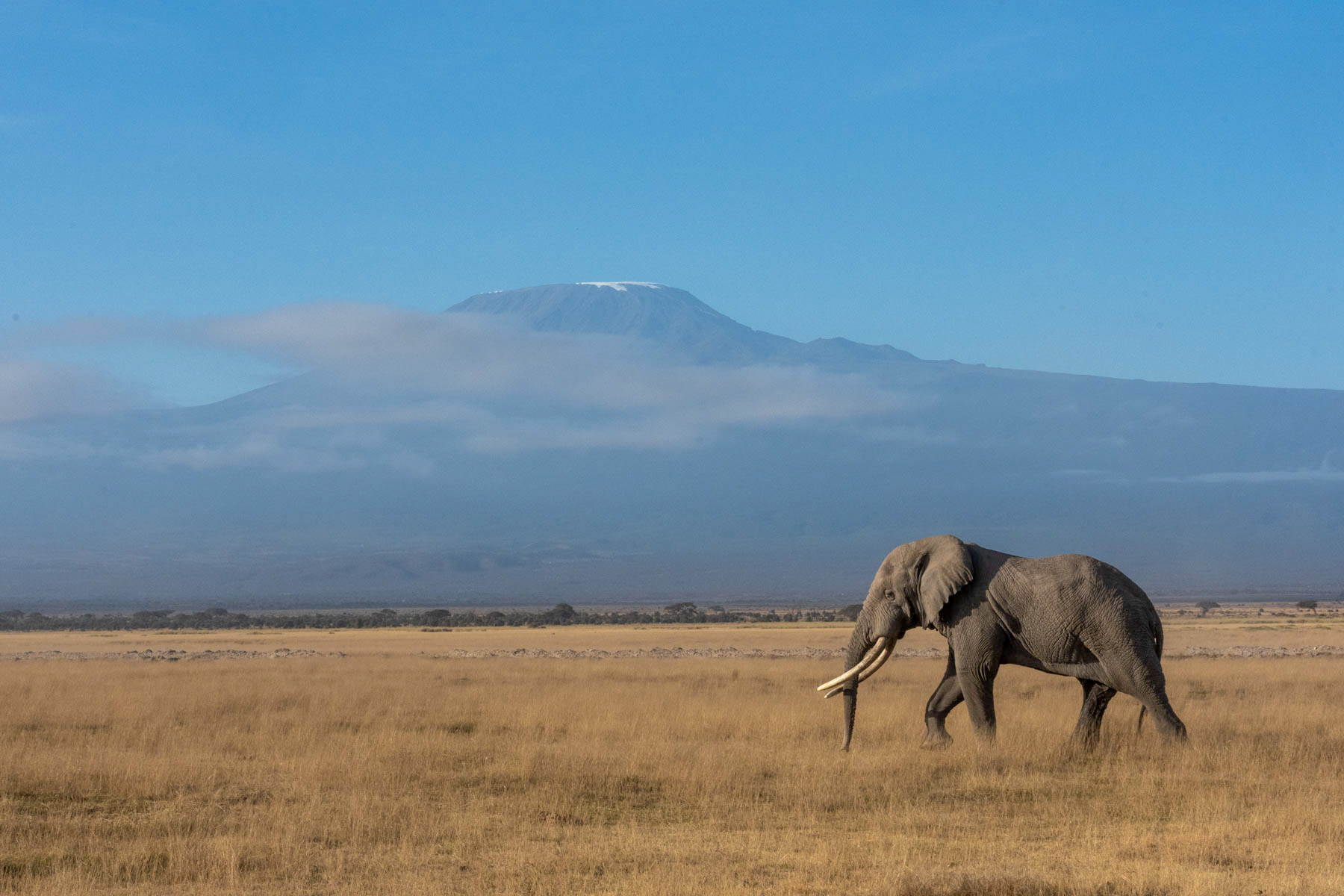 Townsend, another of Amboseli's tuskers, in front of Kilimanjaro (image by Inger Vandyke)