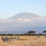 Dazzling Zebras in front of Kilimanjaro (image by Inger Vandyke)