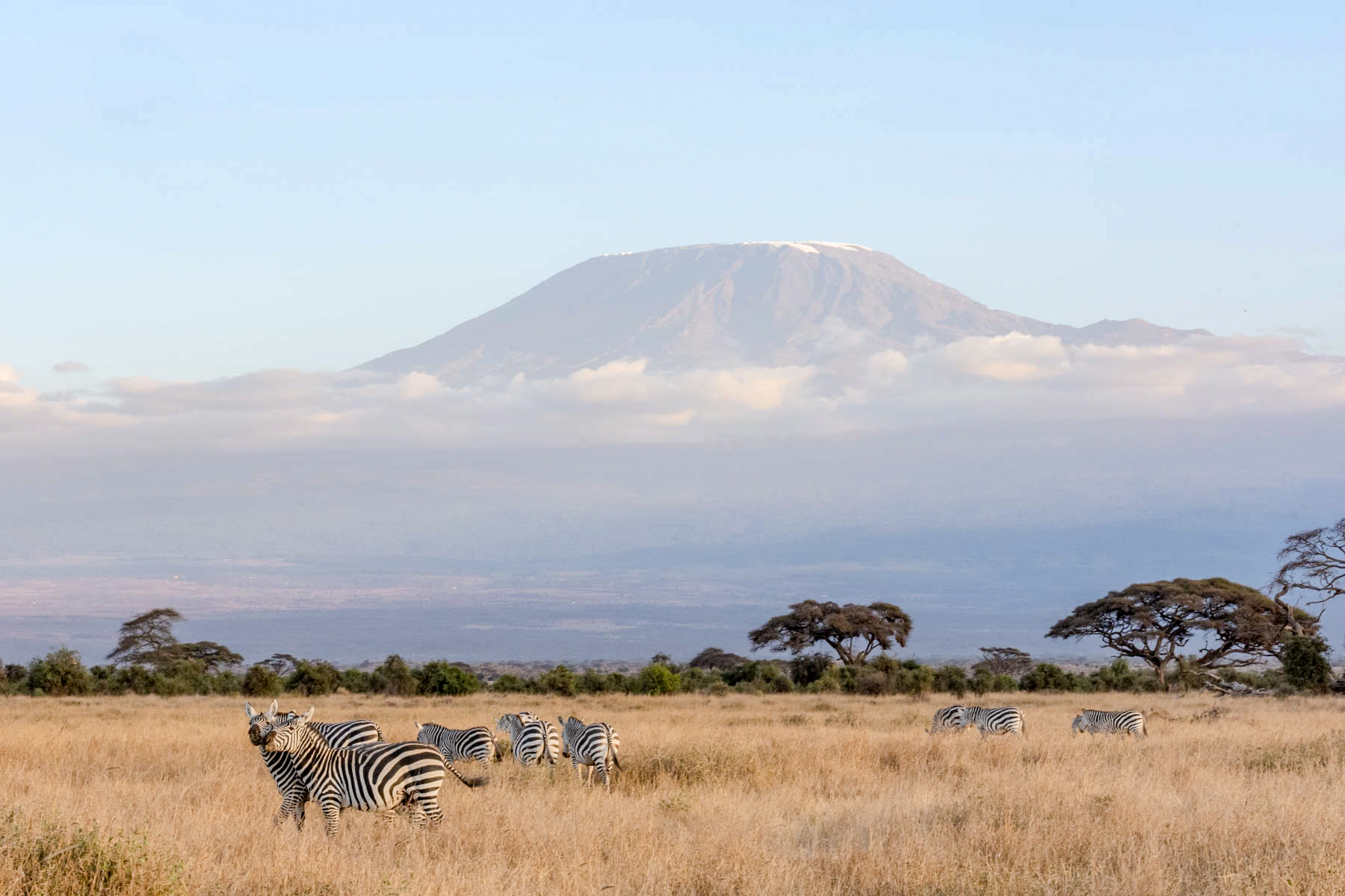 Dazzling Zebras in front of Kilimanjaro (image by Inger Vandyke)