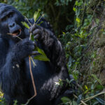 Nothing says fine dining like eating an entire branch. Mountain Gorillas are primarily herbivores and can spend hours each day stripping leaves, stems and shoots from the vegetation around them - with around 32kg of food needed each day for an adult male (image by Virginia Wilde)