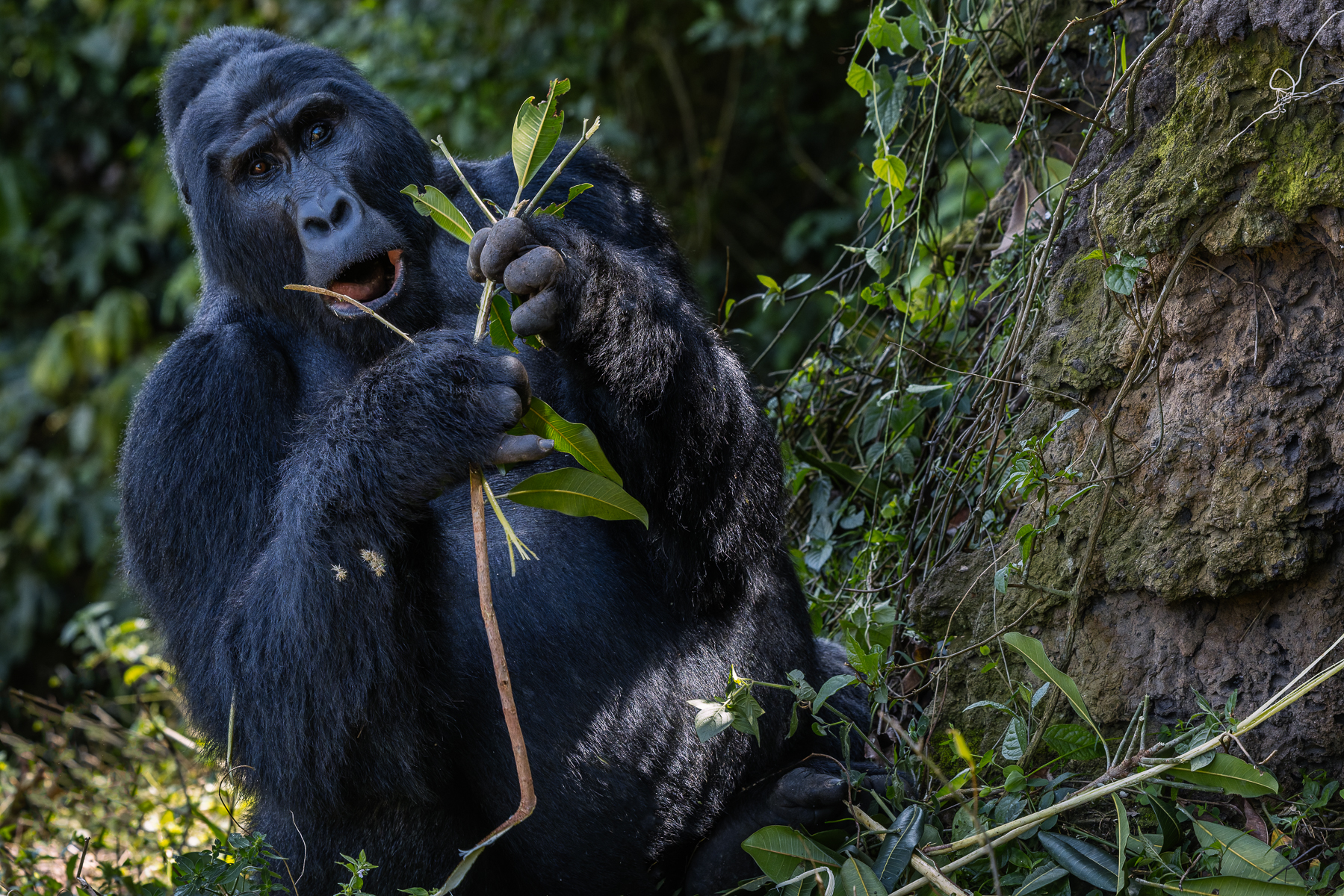 Nothing says fine dining like eating an entire branch. Mountain Gorillas are primarily herbivores and can spend hours each day stripping leaves, stems and shoots from the vegetation around them - with around 32kg of food needed each day for an adult male (image by Virginia Wilde)