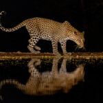 Leopard (image by Inger Vandyke)