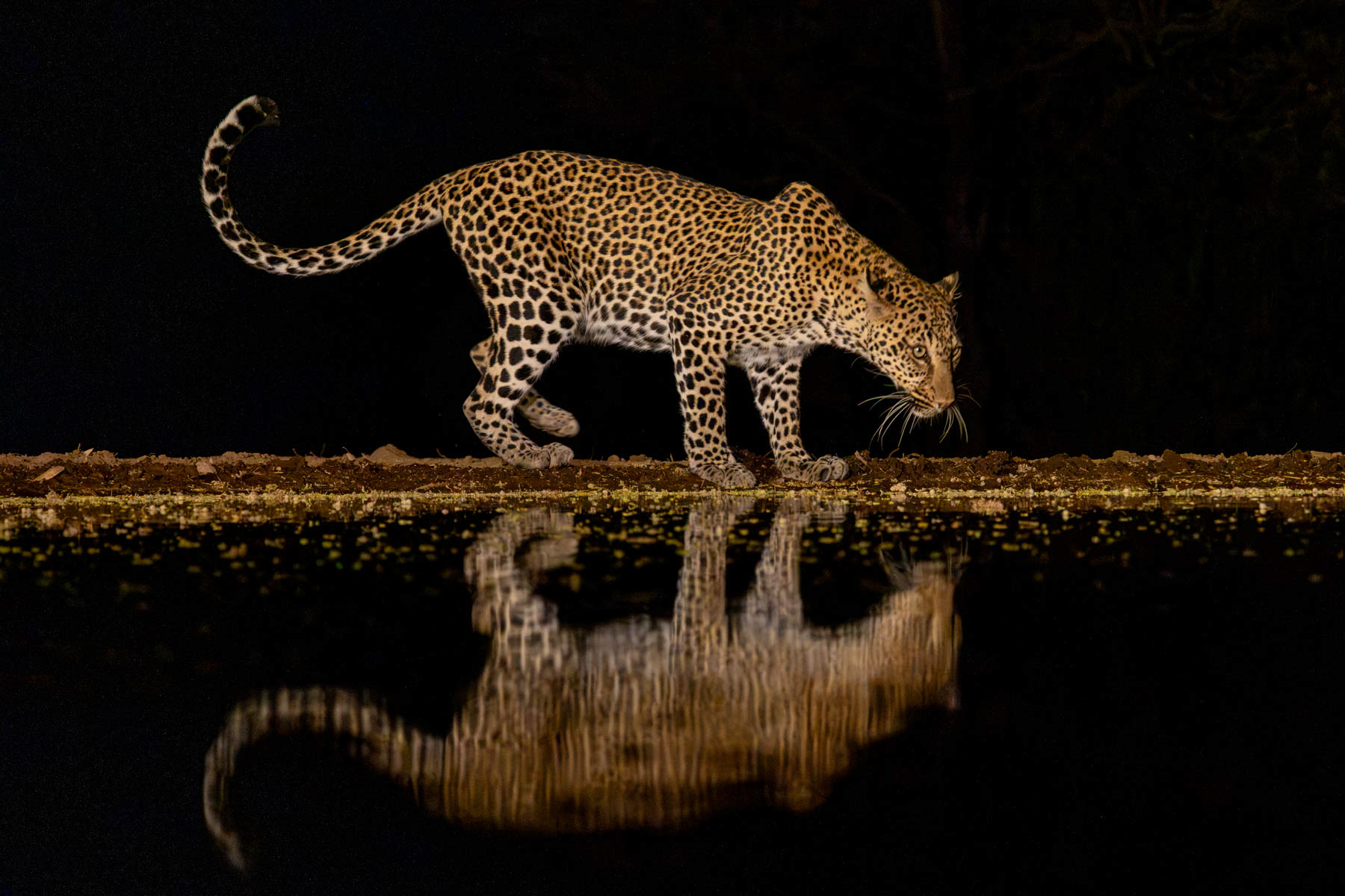 Leopard (image by Inger Vandyke)