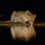 Light catches a beautiful female leopard taking a drink (image by Inger Vandyke)