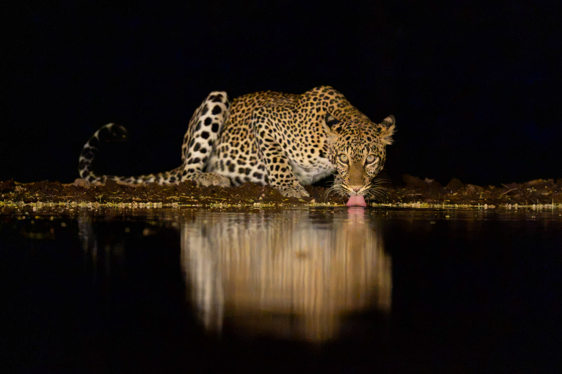 Light catches a beautiful female leopard taking a drink (image by Inger Vandyke)
