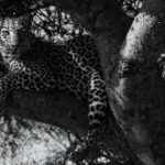 High above the ground, a Leopard settles into the fork of an Acacia tree, its powerful forelimbs draped over the branch (image by Virginia Wilde)