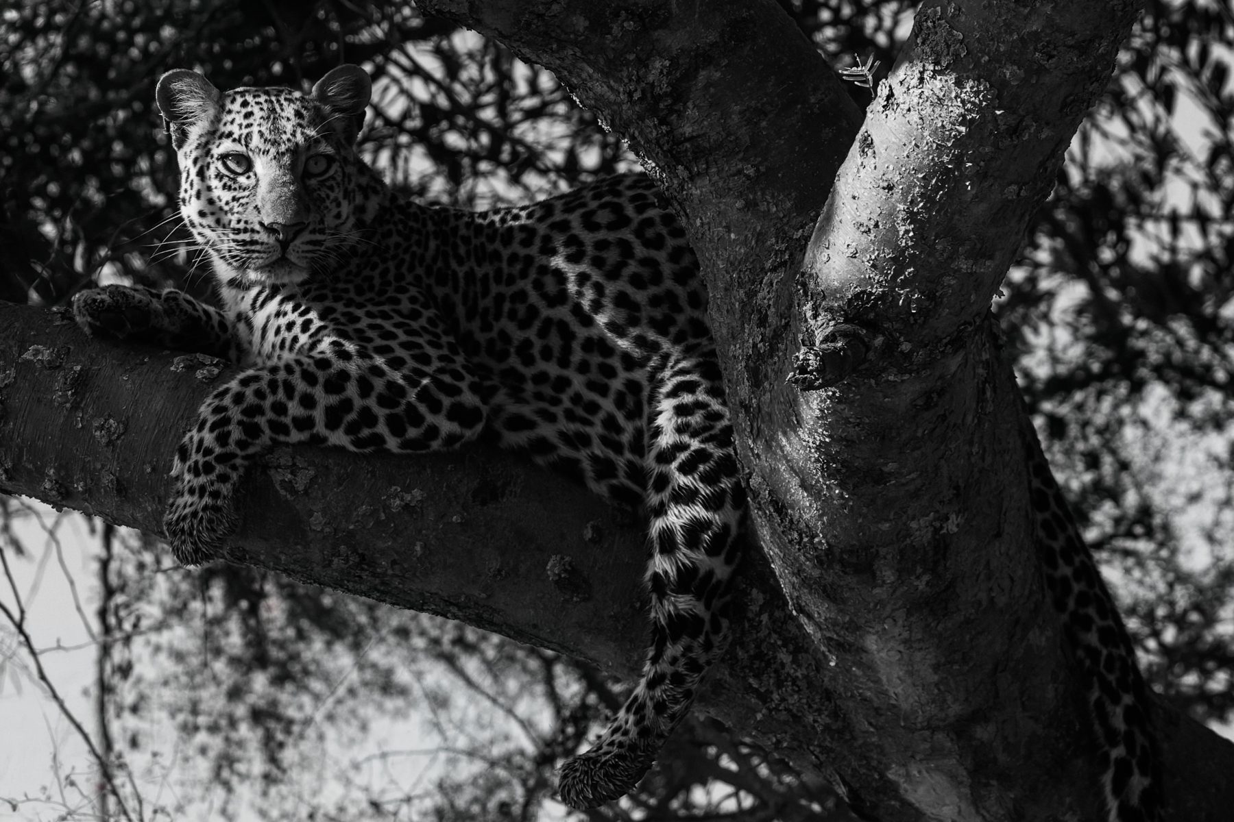 High above the ground, a Leopard settles into the fork of an Acacia tree, its powerful forelimbs draped over the branch (image by Virginia Wilde)