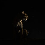 Leopard silhouette (image by Inger Vandyke)