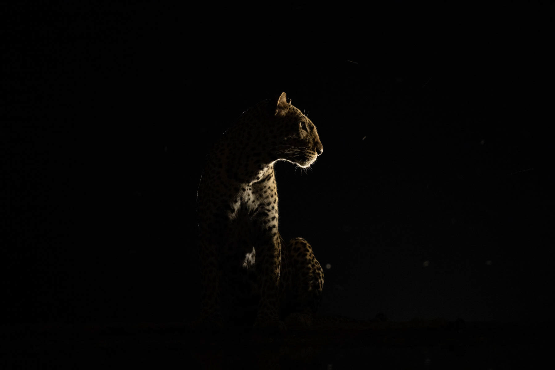 Leopard silhouette (image by Inger Vandyke)