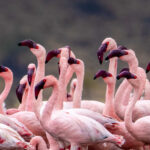 Lesser Flamingo faces (image by Inger Vandyke)