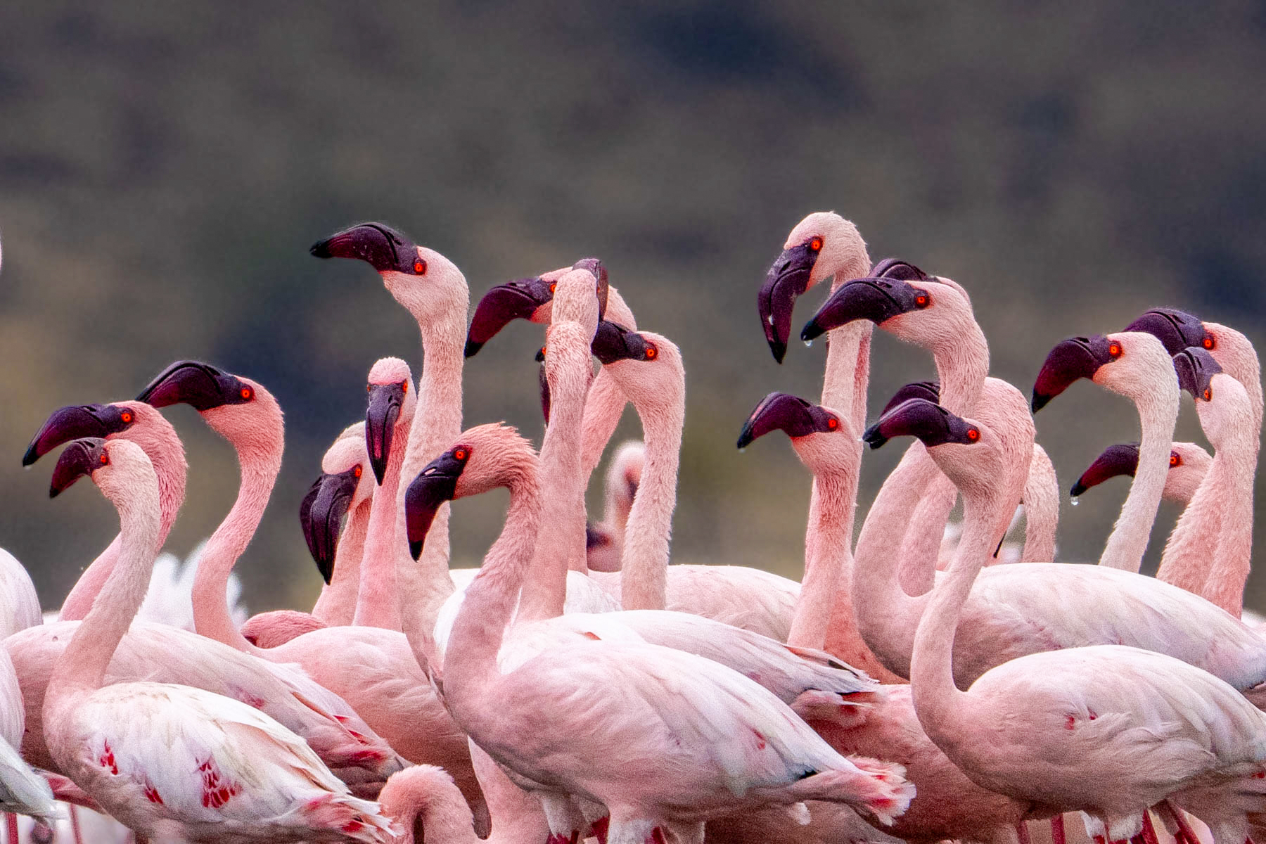 Lesser Flamingo faces (image by Inger Vandyke)