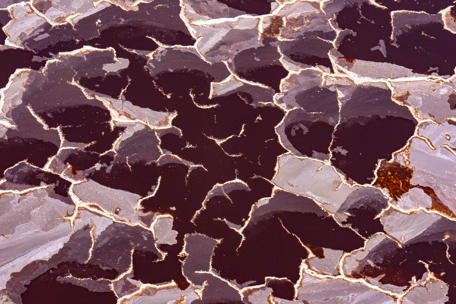 Magadi maroons (image by Inger Vandyke)