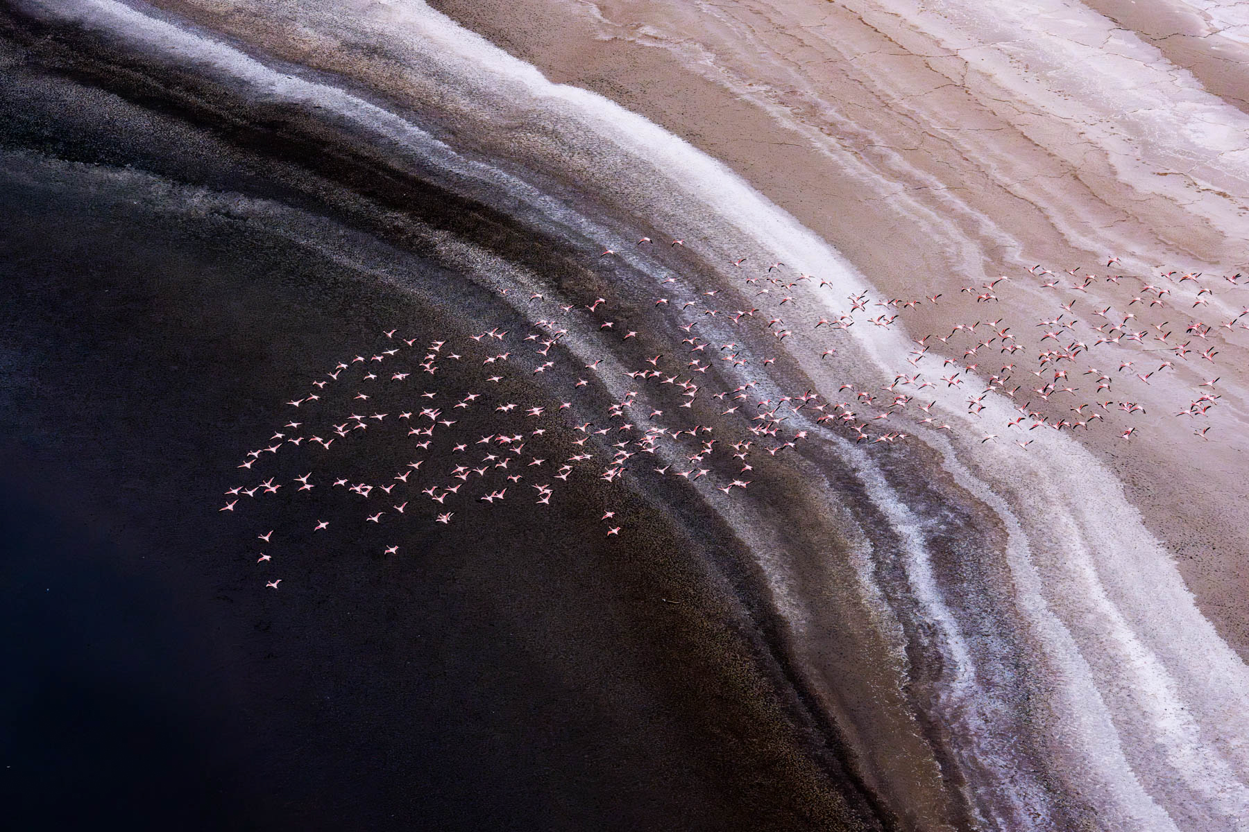 Magadi flamingo abstract. When you are constantly seeing so much beauty, you can feel overwhelmed (image by Inger Vandyke)